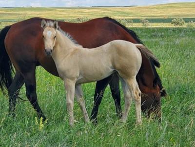 Pearl Drift JW <BR>AQHA 6223521